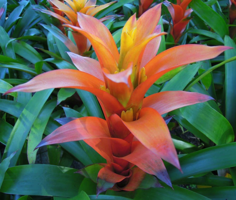 Guzmania Sunnytime