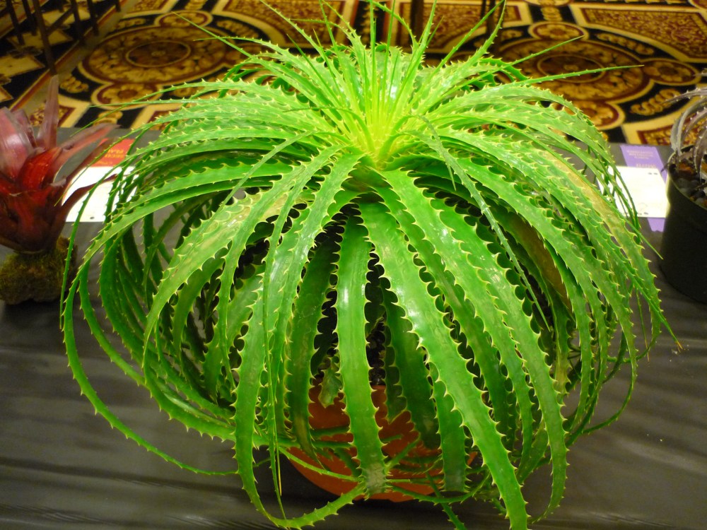 enc-horridum-on-my-wish-list