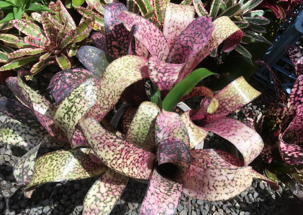 Stuart Beasely Bilbergia 3