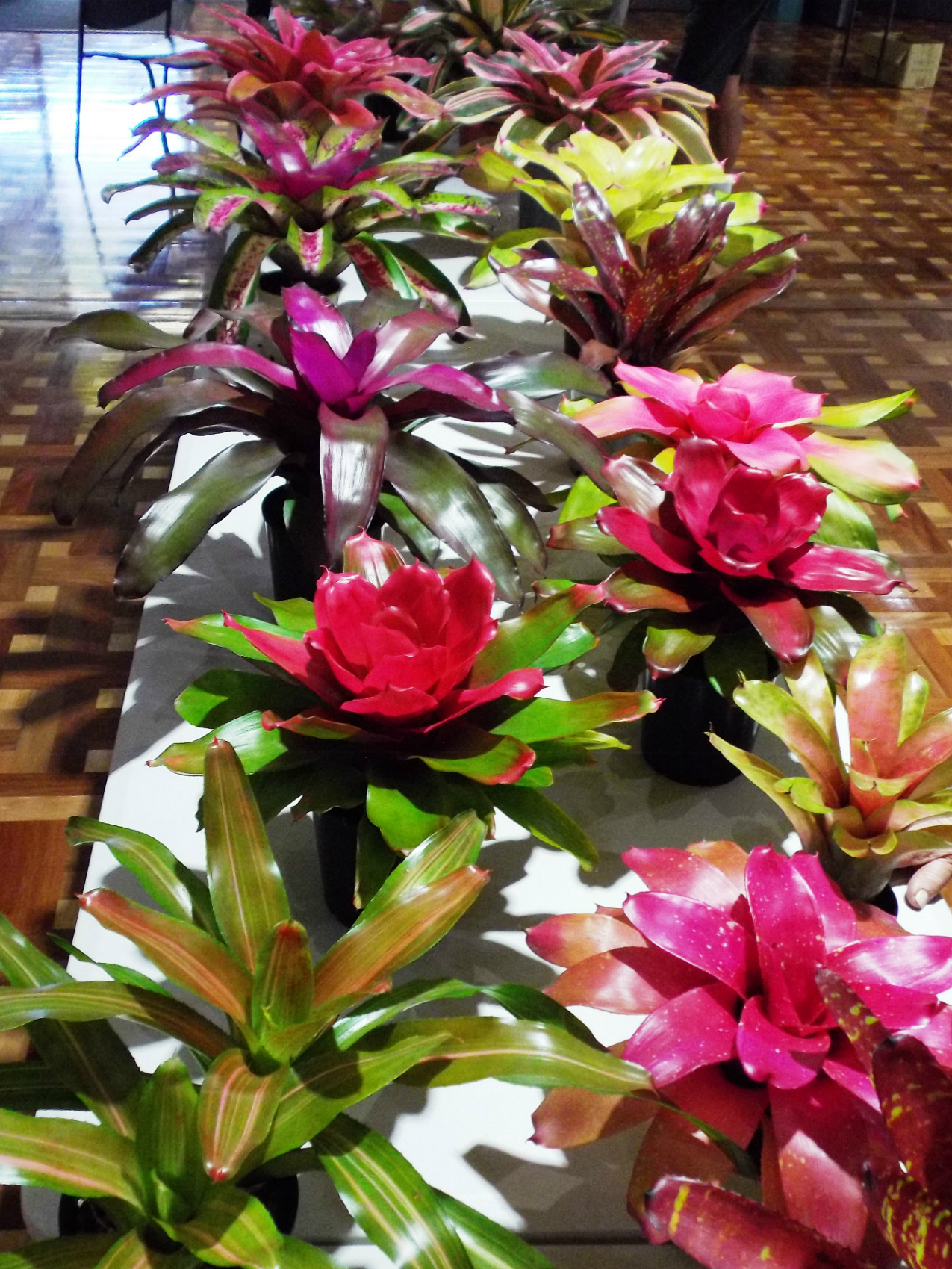 Sunny Broms Conference Display