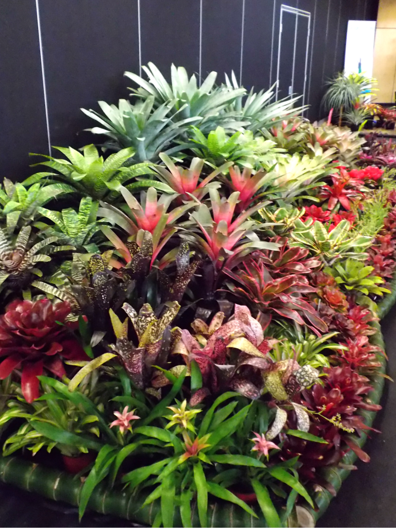 Wildfire Garden Display at Sunny Broms