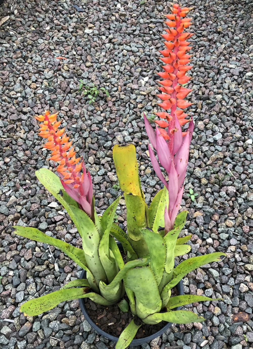 Wildfire Garden Bromeliad Aechmea