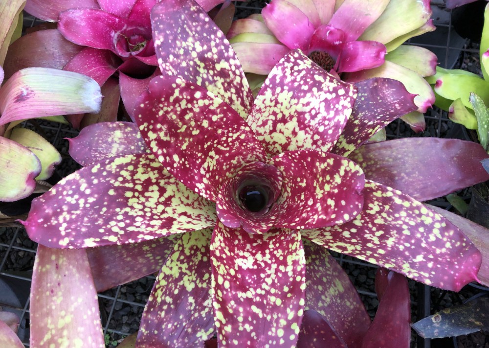 Wildfire Garden Bromeliad Neoregelia