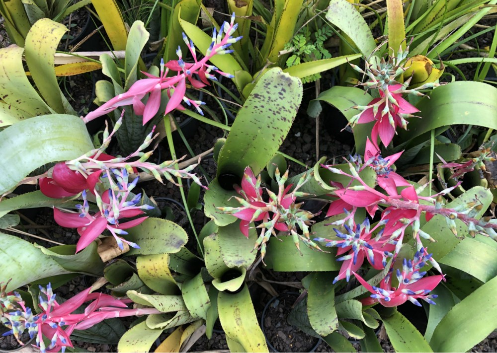 Wildfire Garden Bromeliad Quesnelia