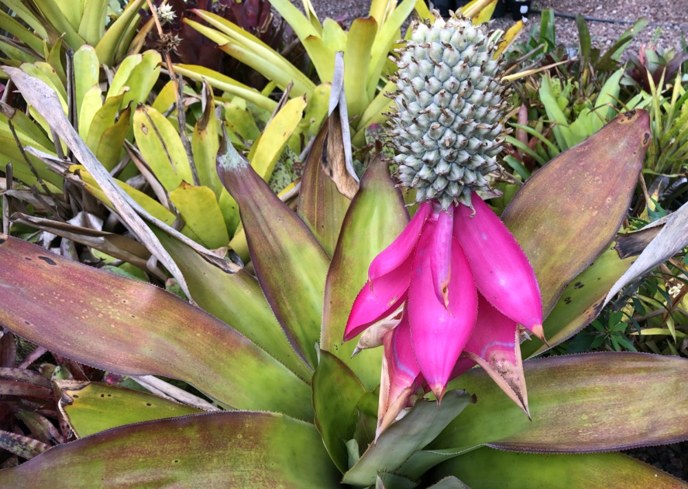 Wildfire Garden Bromeliads Aechmea in flower