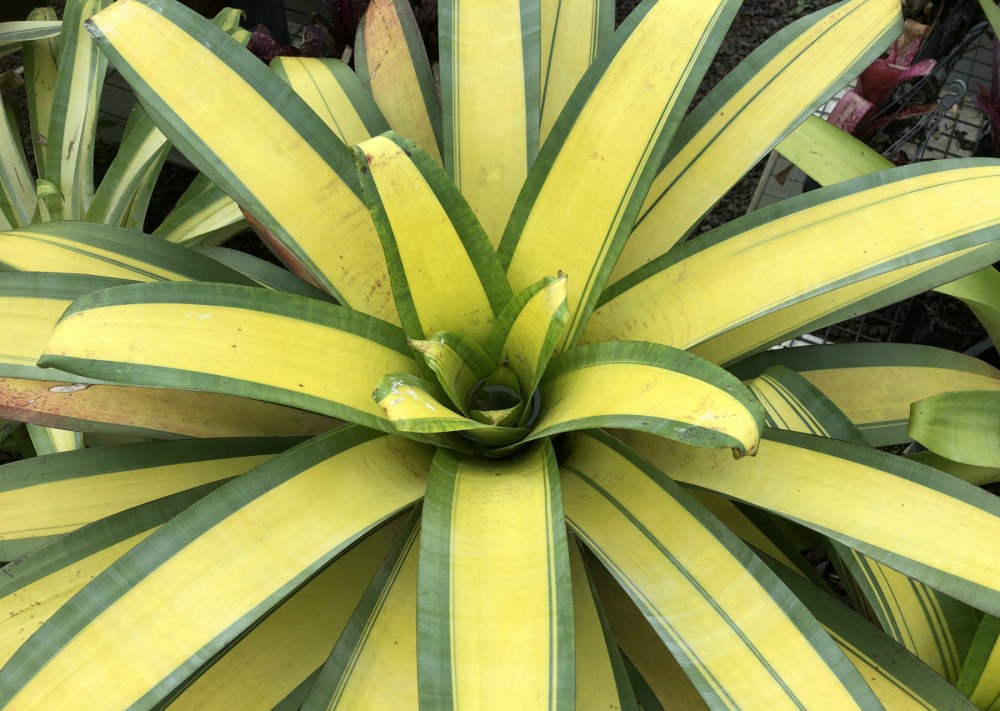 Wildfire Garden Bromeliads Alcantarea