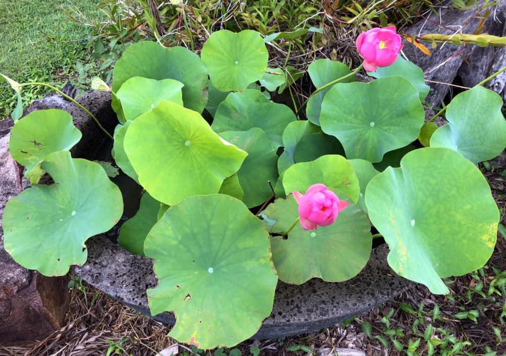 Wildfire Garden Lotus Flowers