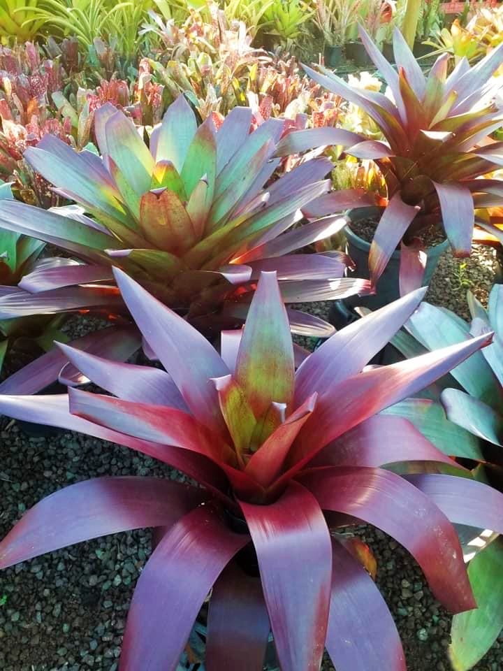 Wildfire Garden Bromeliad Nursery Alcantareas