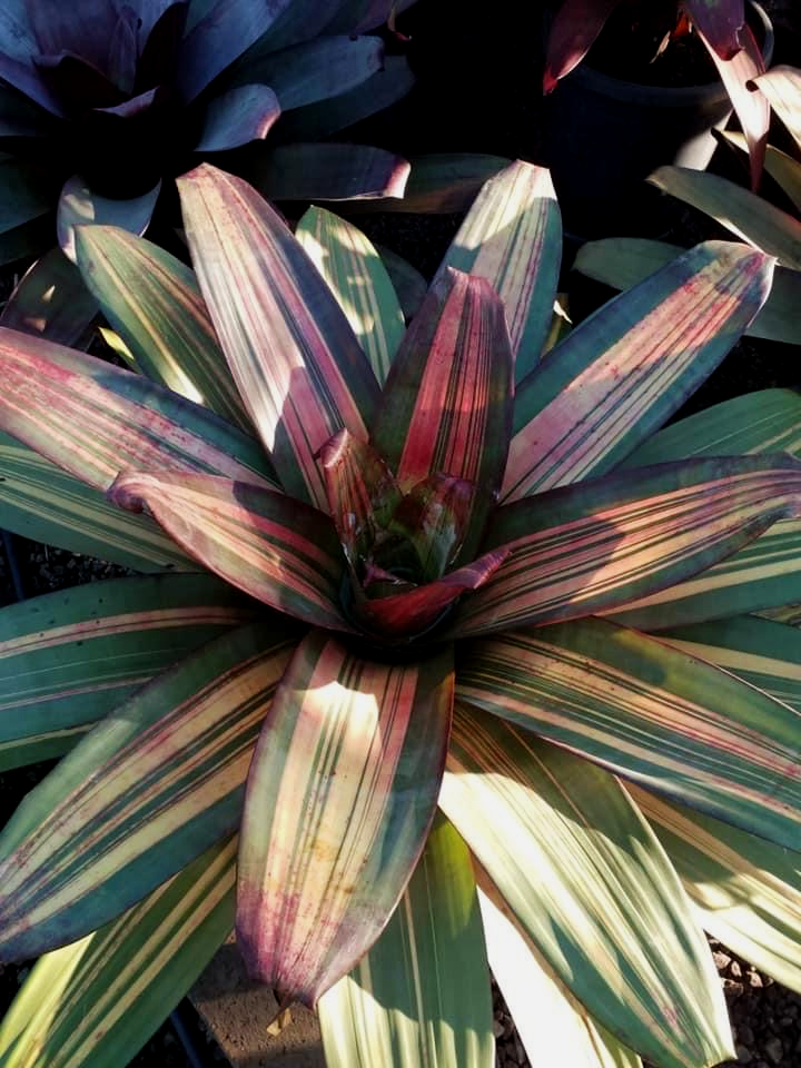 Wildfire Garden Bromeliads Alcantareas
