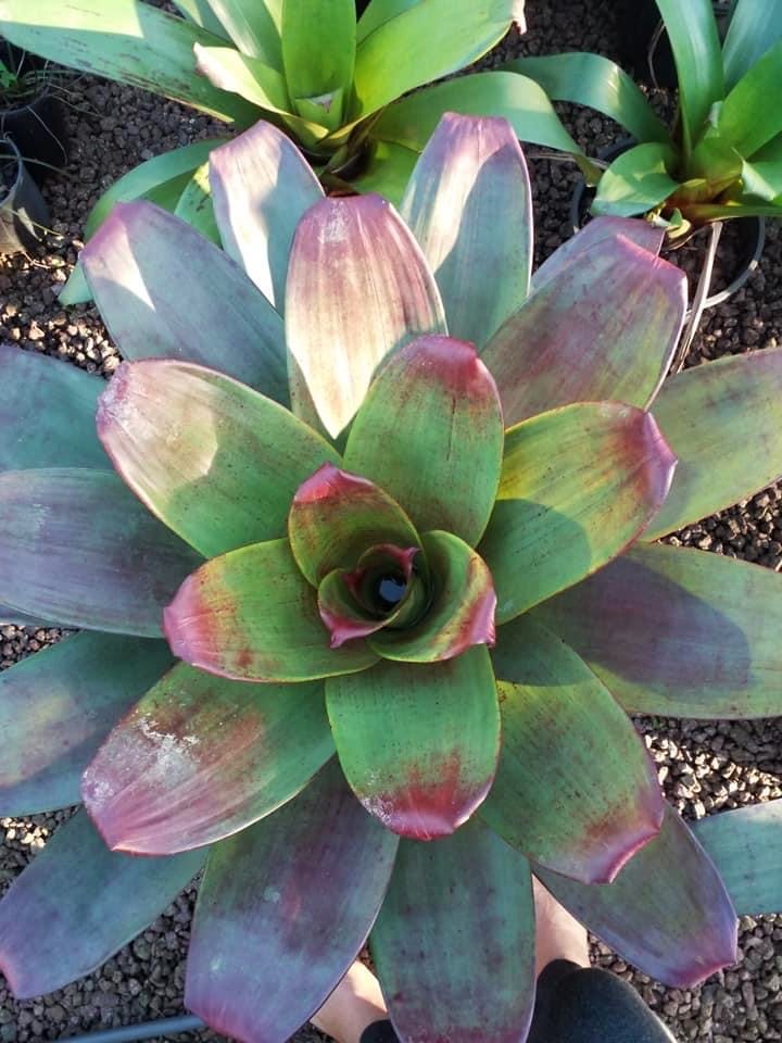 Wildfire Garden Alcantareas at Yandina