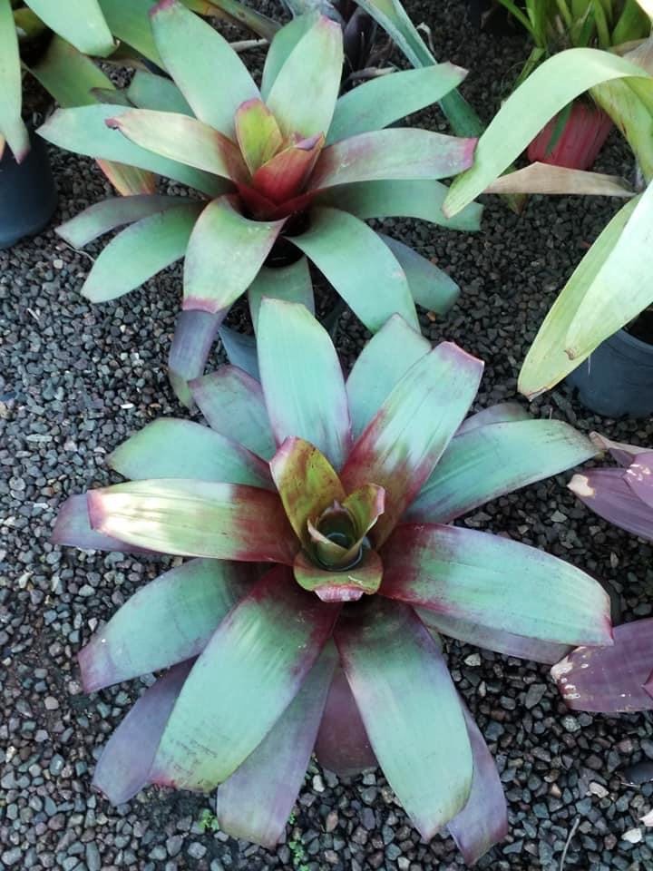 Wildfire Garden Yandina Alcantareas